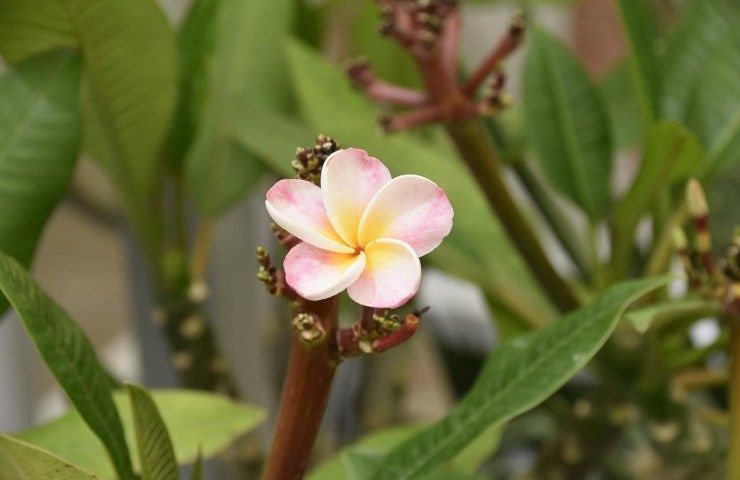 Pomelia pianta tropicale fiore 