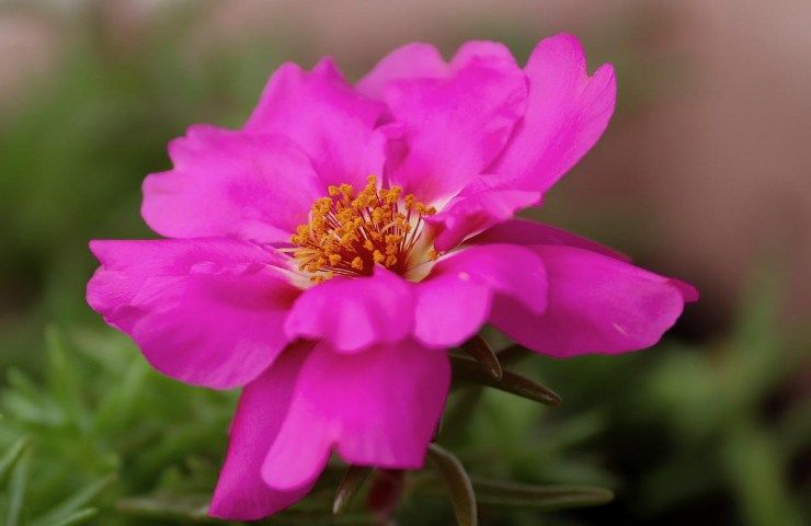 Portulaca fiore rosa