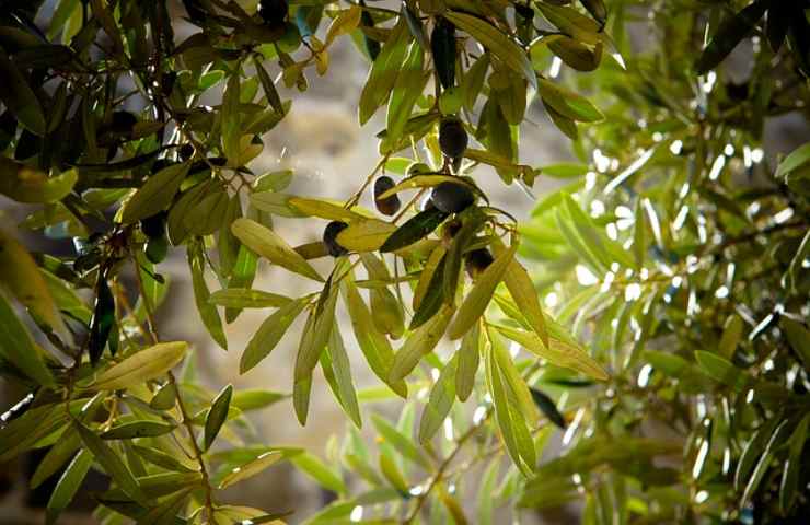 cura e manutenzione della pianta di olivo 
