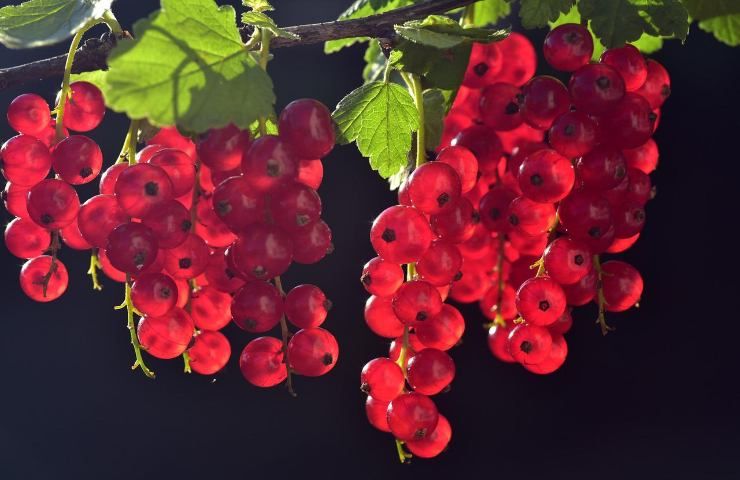 Piante da potare a giugno ribes