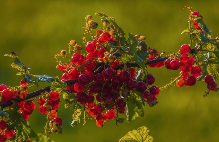 Spesa di luglio ribes