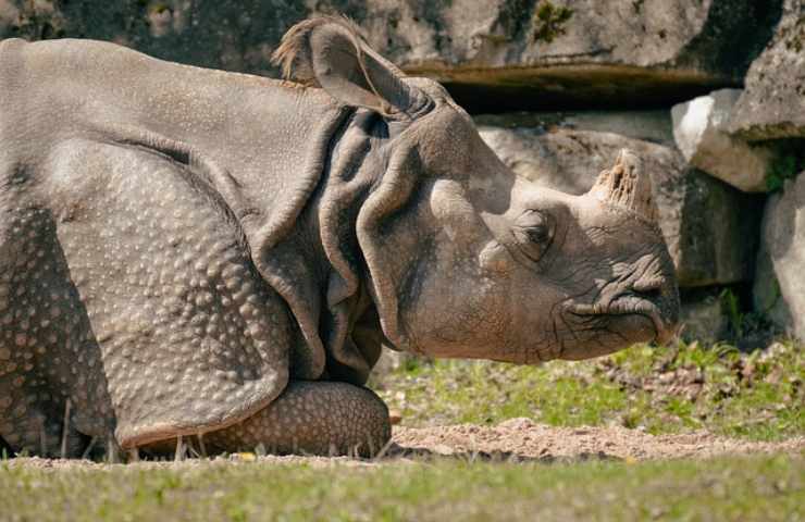 rinoceronti mozambico tornano