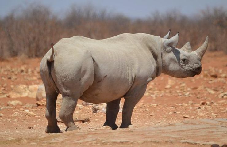 rinoceronti mozambico cosa succede