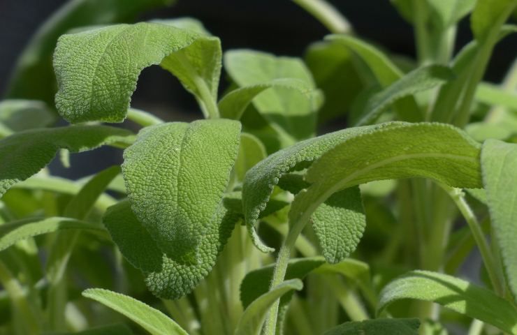 Salvia benefici pianta