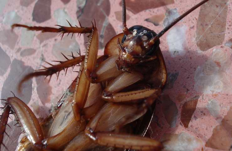 scarafaggi addio naturalmente