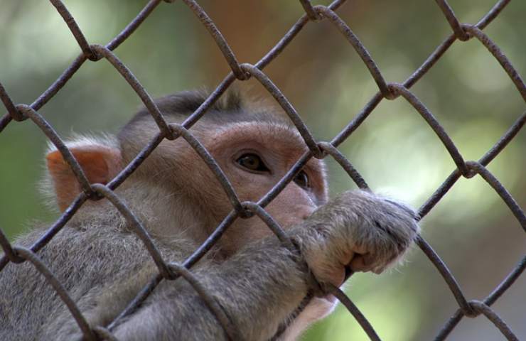 scimmia in gabbia afferra una bambina 