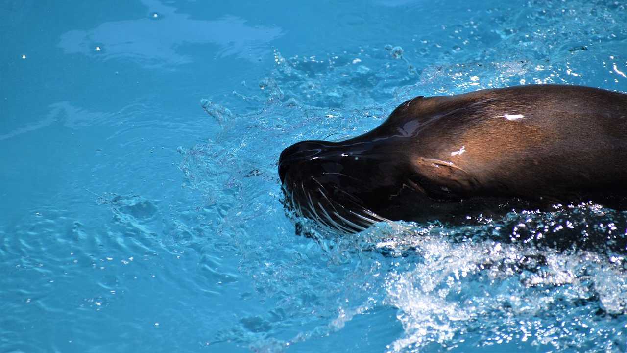 Animale attacca bagnante foca monaca