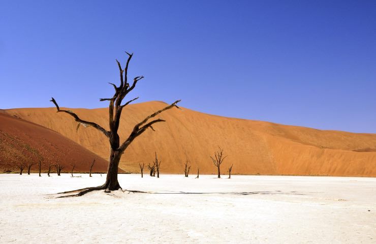 siccità albero secco