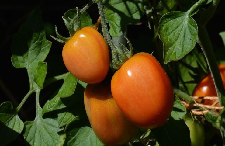 Luglio coltivare pomodori Roma