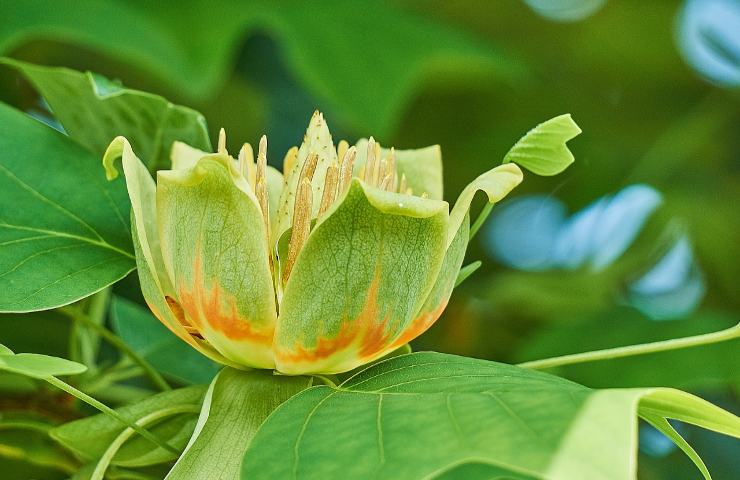 Tulipifero coltivazione fiore 