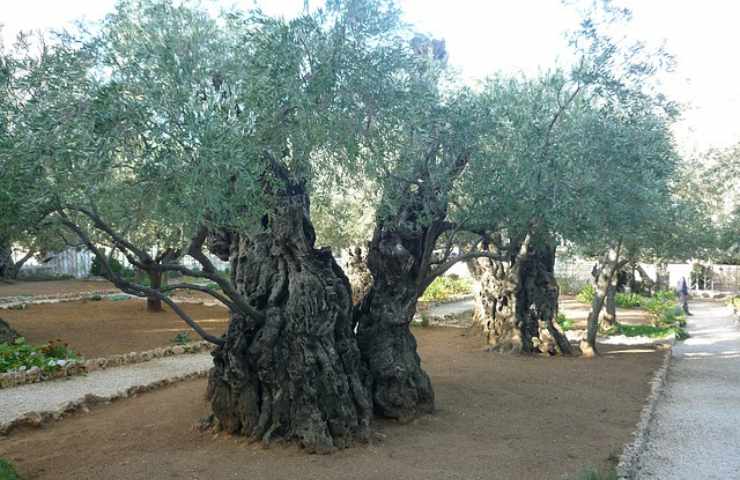 potatura verde olivo come si fa