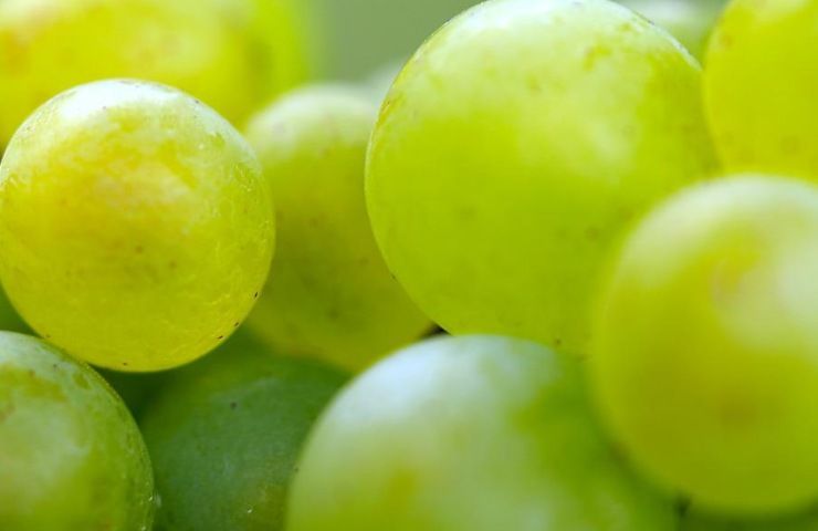 uva bianca grappolo conservazione
