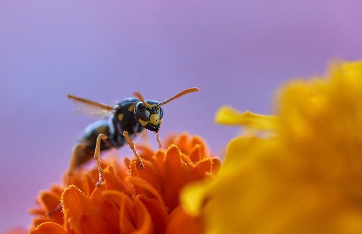 Piante anti vespa crisantemo