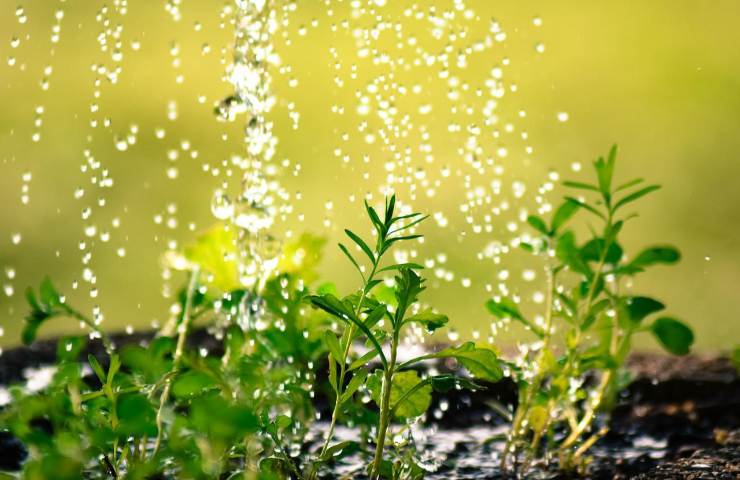 Innaffiare piante acqua