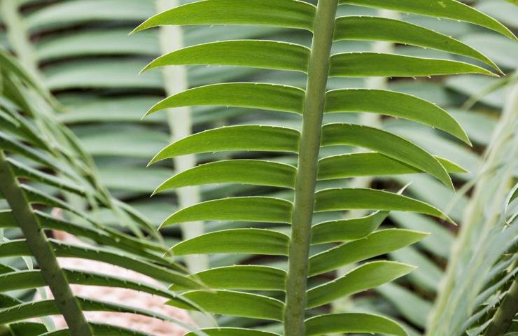 Zamia pianta tossica foglie