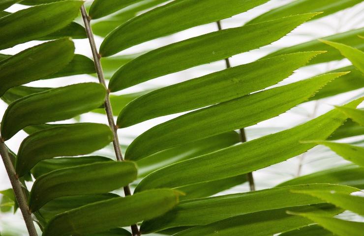 Zamia pianta tossica fronde 