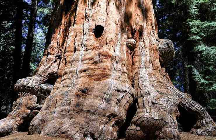 sequoia albero altissimo longevo