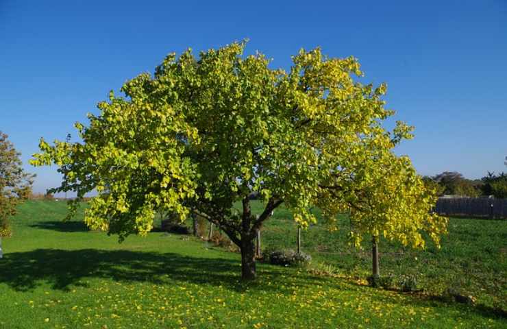 quali piante necessitano di ferro