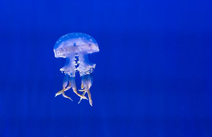 tentacoli urticanti medusa
