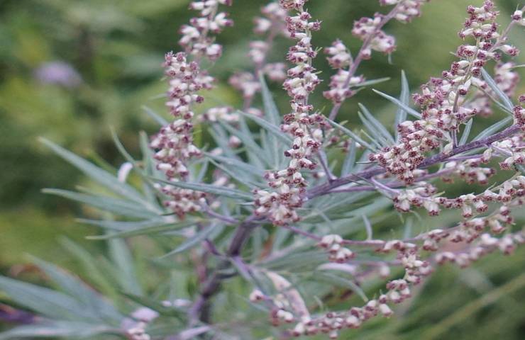 Artemisia madre erbe medioevo