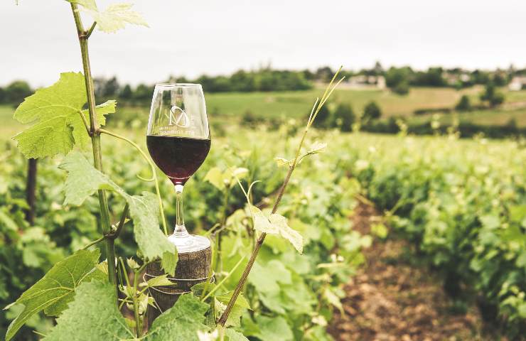 crisi produzione vino Italia