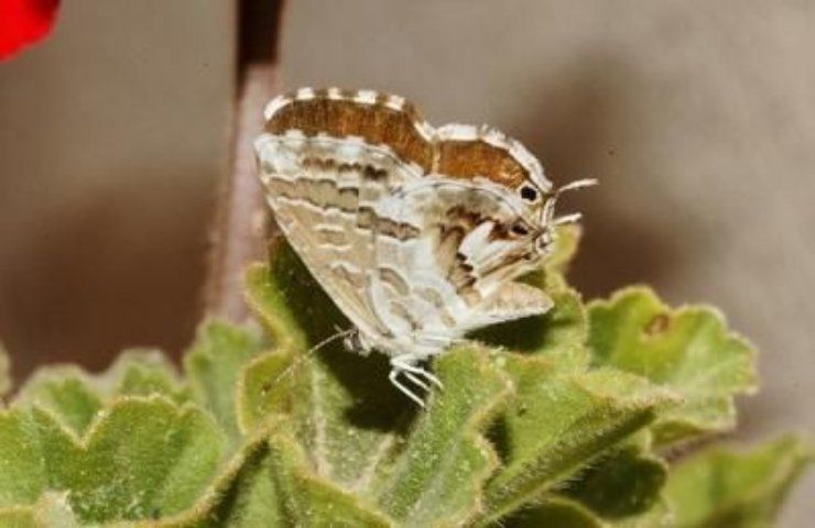 Cacyreus marshalli prevenirla metodi