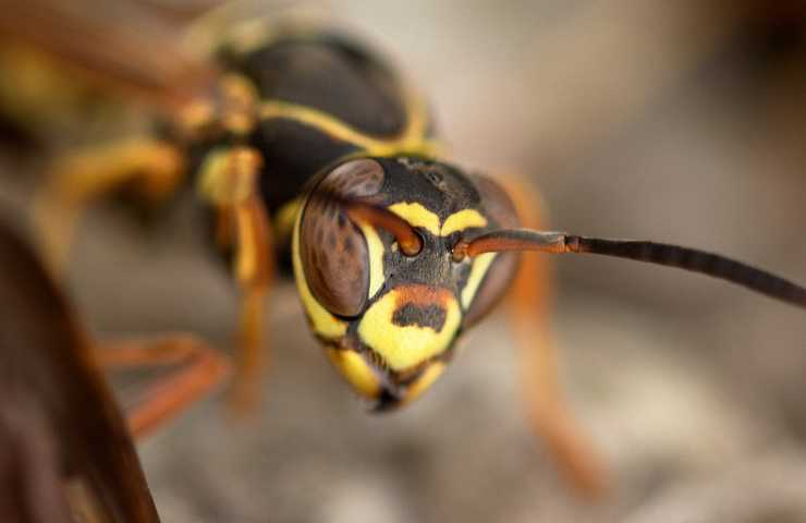insetto allontanarli dissuadere insetti estate problema