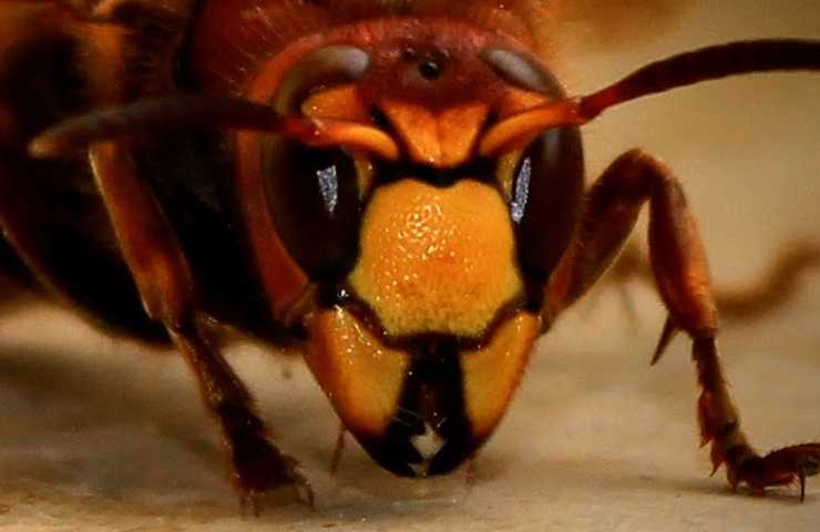 allontanare insetti senza fargli del male