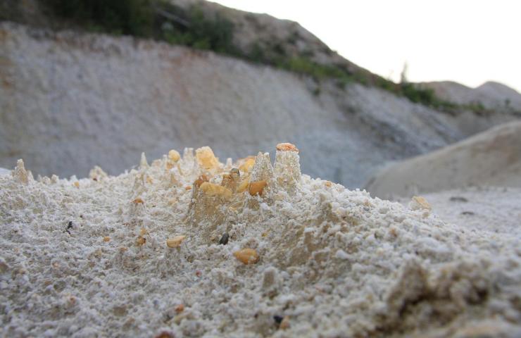 Cimice asiatica addio parassita