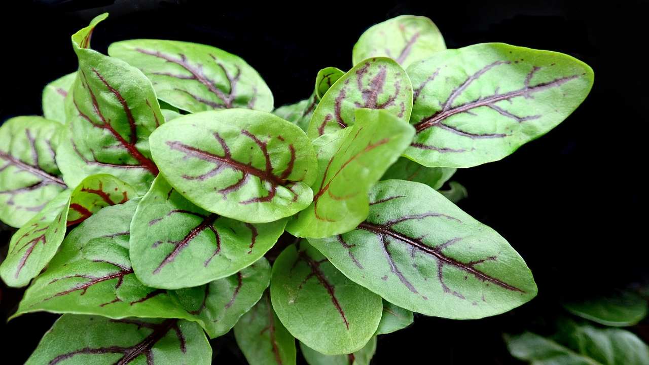 erba acetosa coltivare meglio