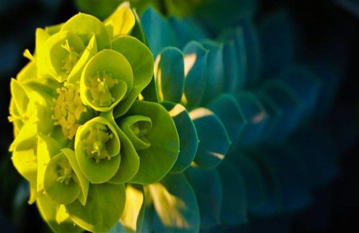 euphorbia characias pianta perenne