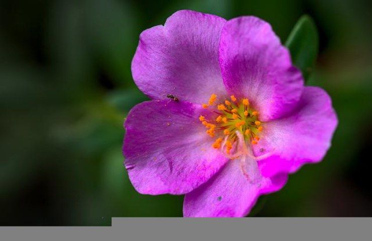 portulaca fiore commestibile