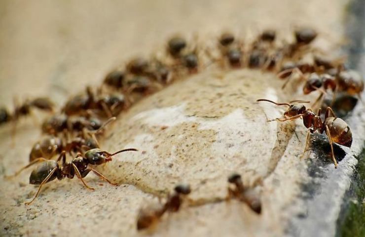 come funziona il formicaio
