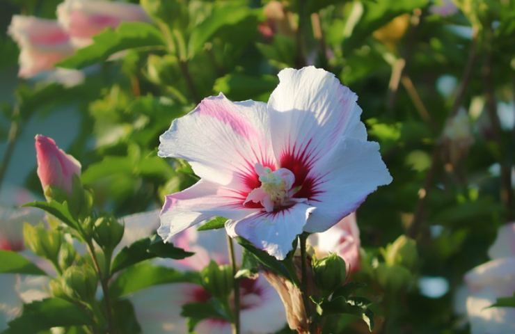 Hibiscus syriacus consigli coltivazione 