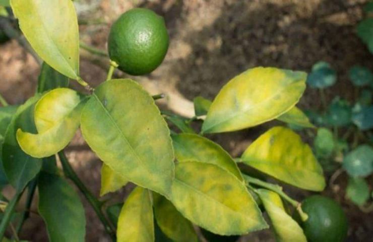 Limone foglie gialle zucchero 