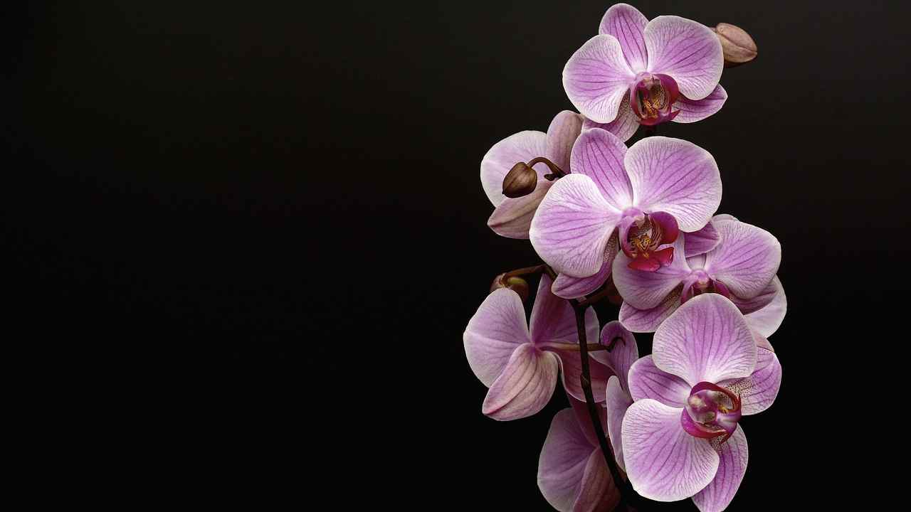 Orchidea ed aglio