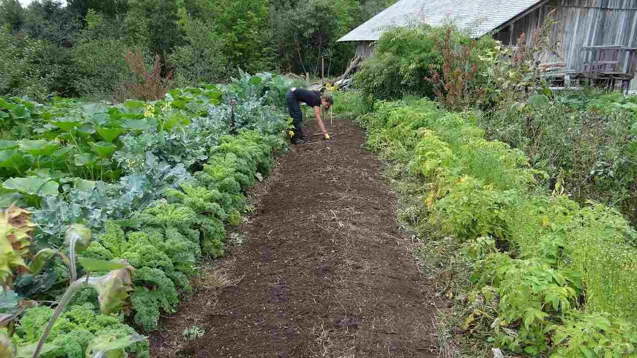 Orto coltivato con calce