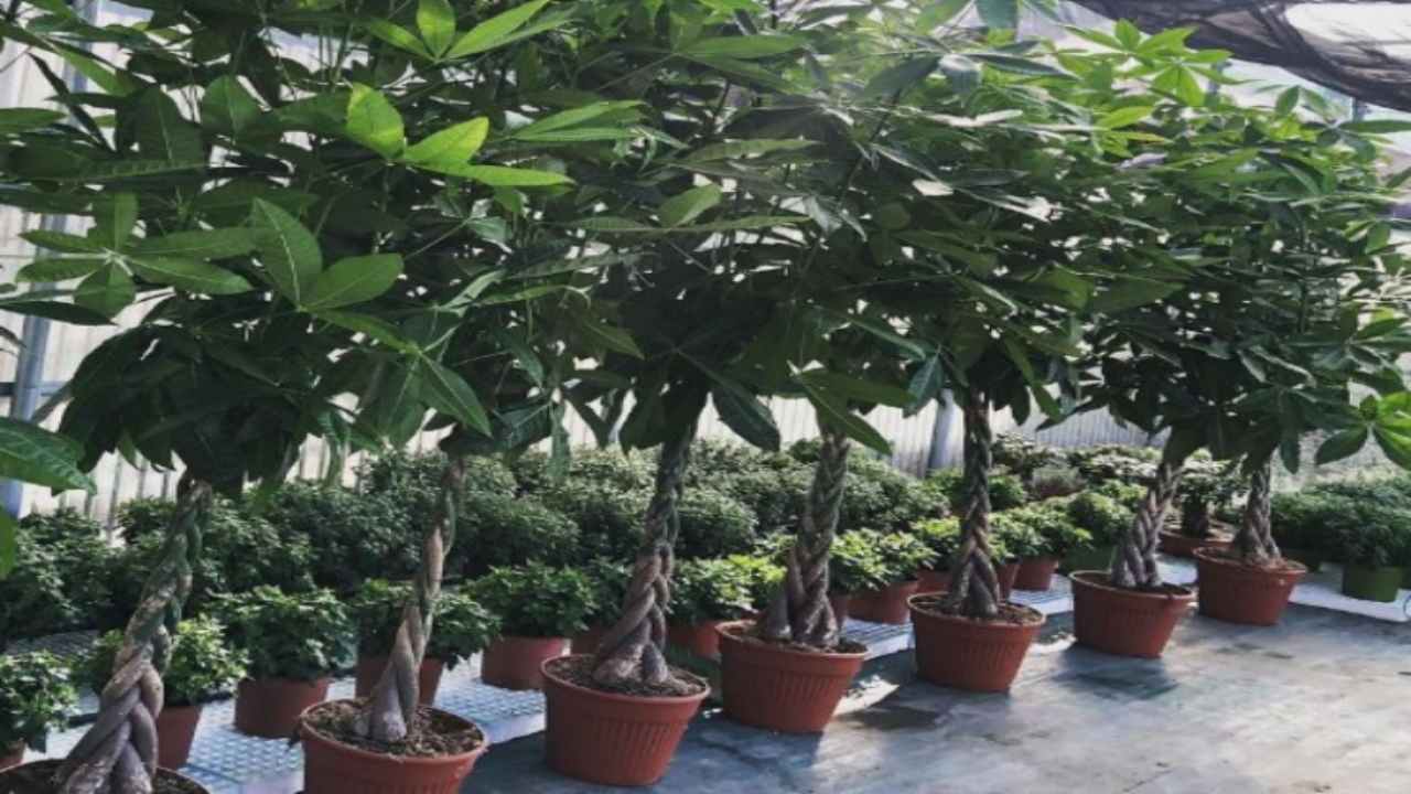 come coltivare la pachira acquatica