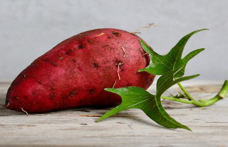 Ipomoea batatas pianta patate dolci