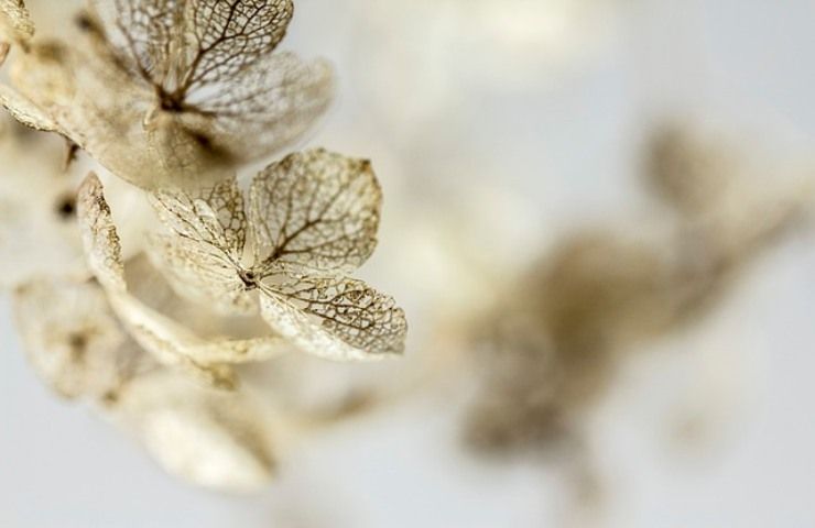 2500+ Petali Di Ortensia Veri Essiccati Bianco Avorio - 50 Ml Di Petali Naturali Per Decorazioni Matrimonio E Centrotavola