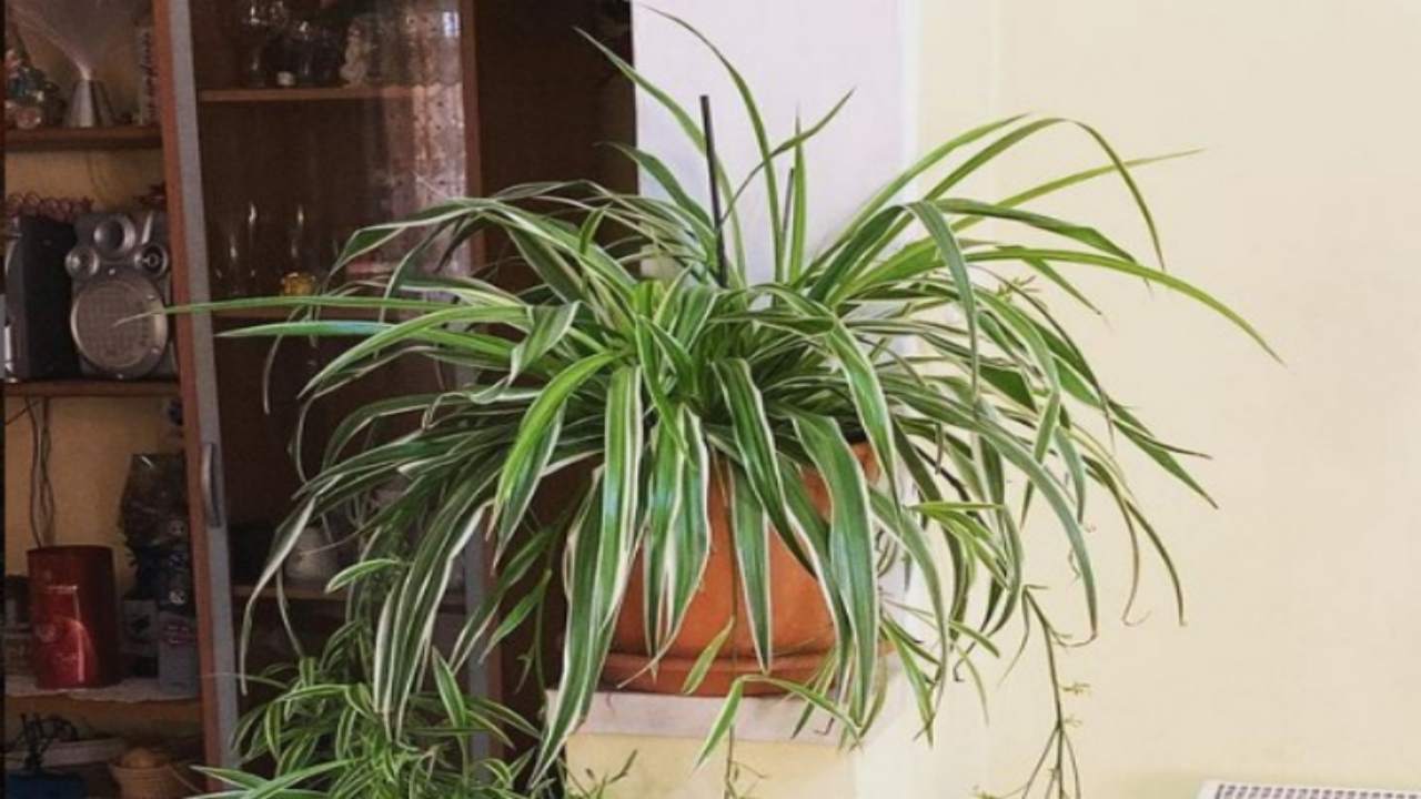 segreti coltivazione pianta ragno