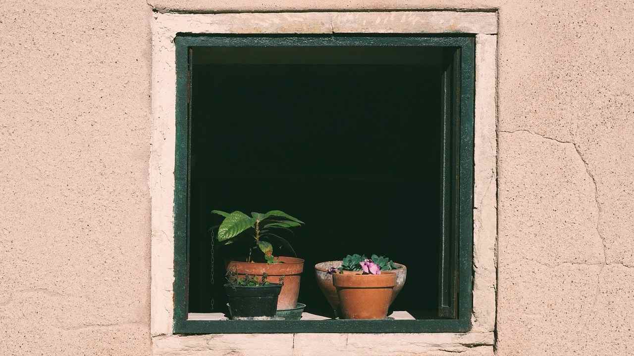 Addio moscerini pianta