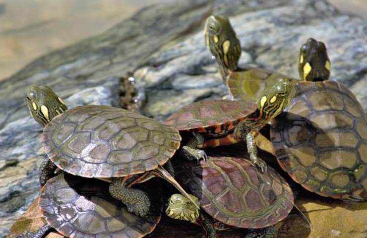 piccoli di tartaruga ischia