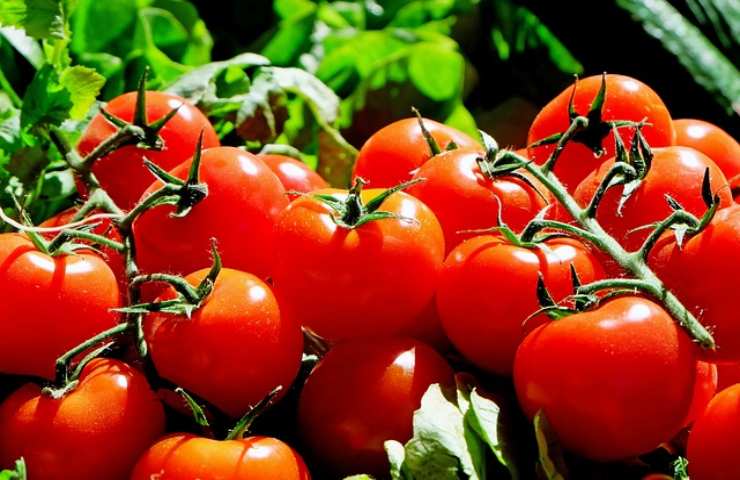 pomodori metodi di maturazione