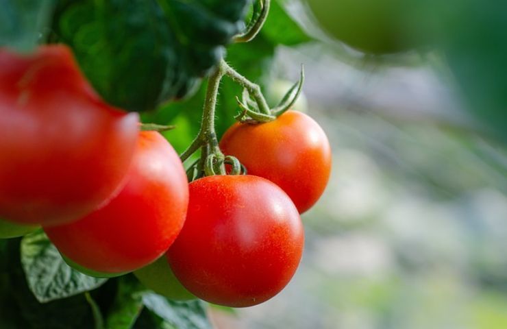 maturazione pomodori colori e metodo per raccoglierli