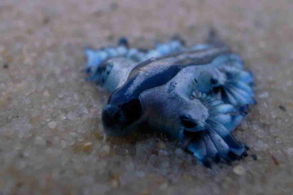 Quanto è velenoso il drago blu