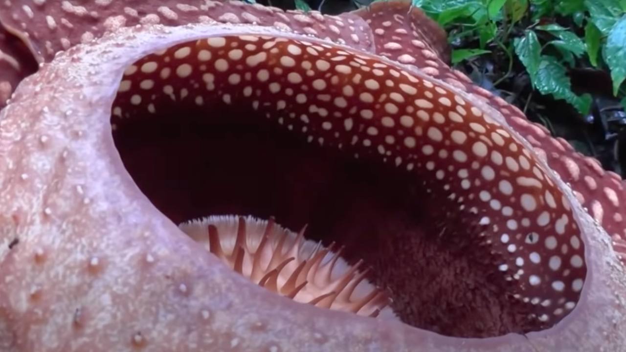 scoperta fiore gigante