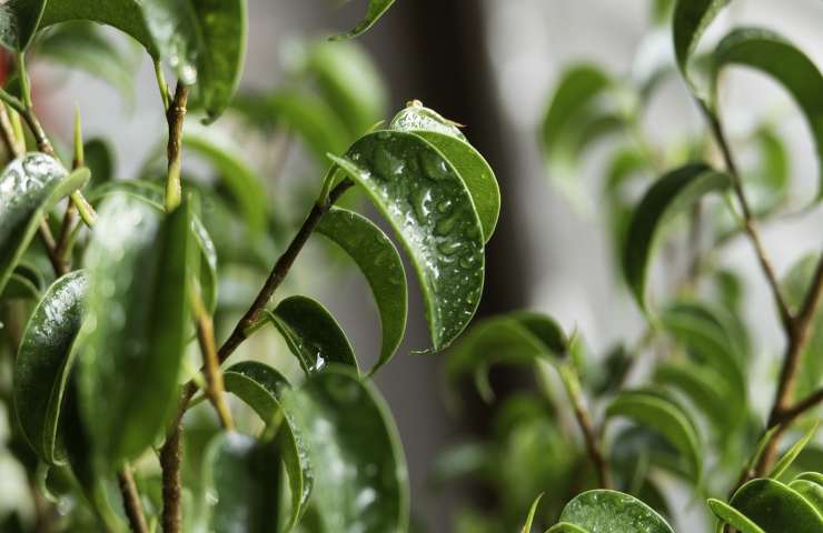 Rami Ficus bonsai cure 