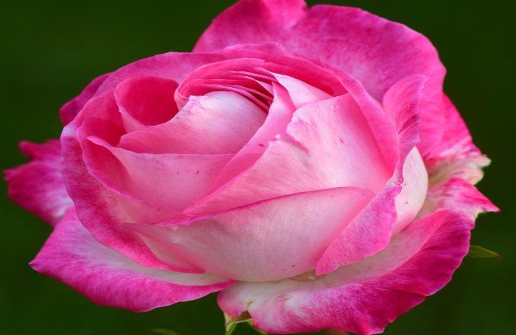 rosa acapella fioritura spettacolare