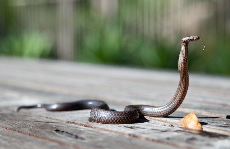 Serpente casa comportamento 